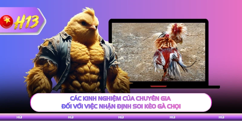 Các kinh nghiệm của chuyên gia đối với việc nhận định soi kèo gà chọi